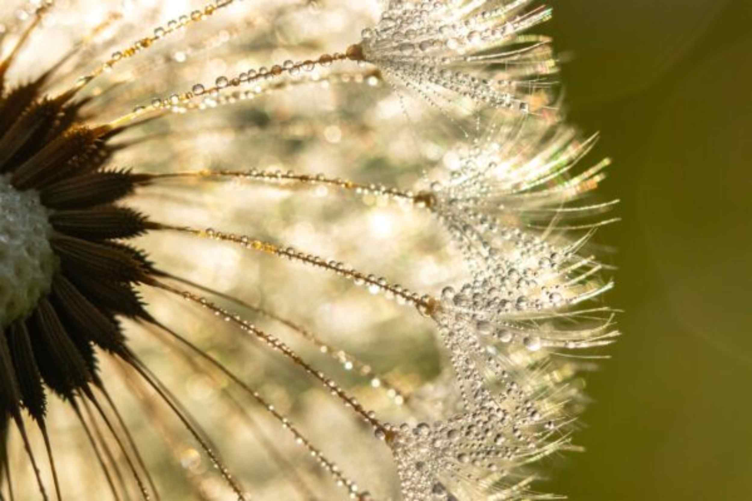 Paardenbloem als symbool voor genezing en transformatie in La Luna van Diane