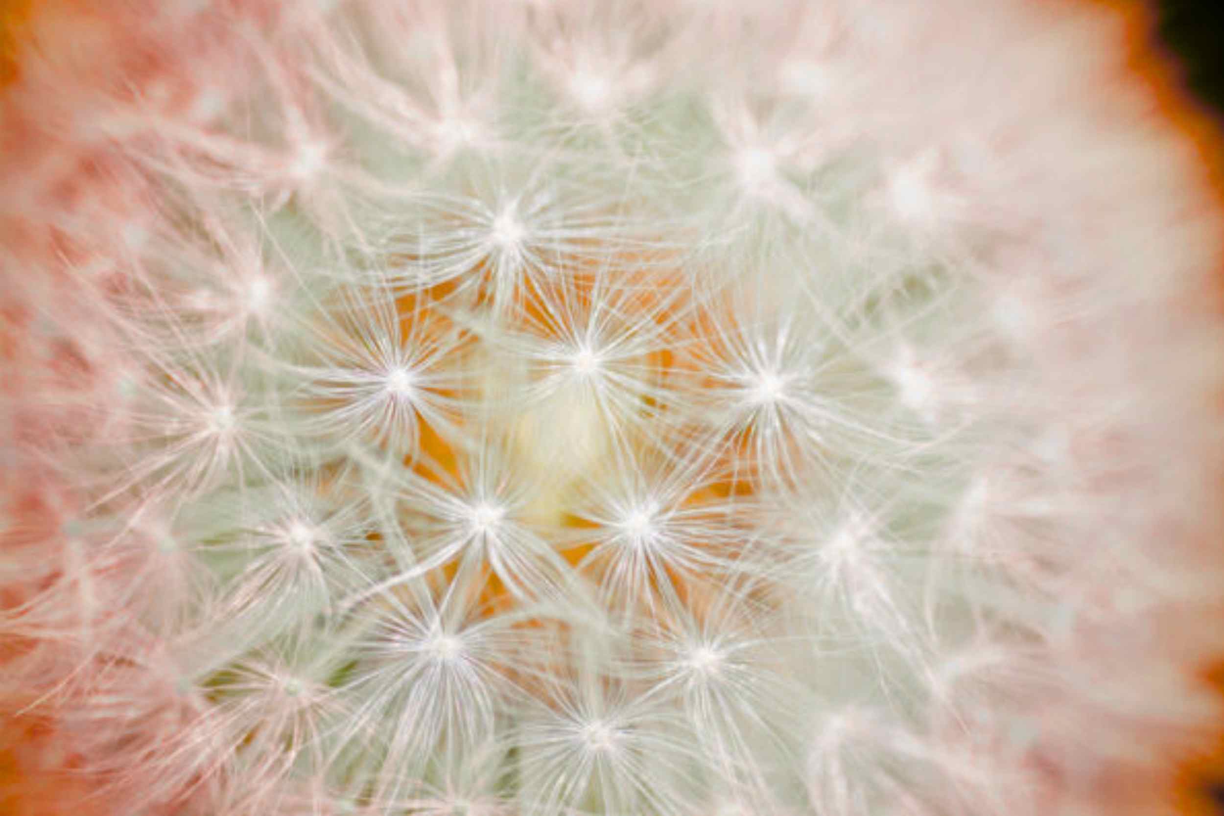 Online transformatiesessie met coach Diane Stinissen – La Luna by Diane